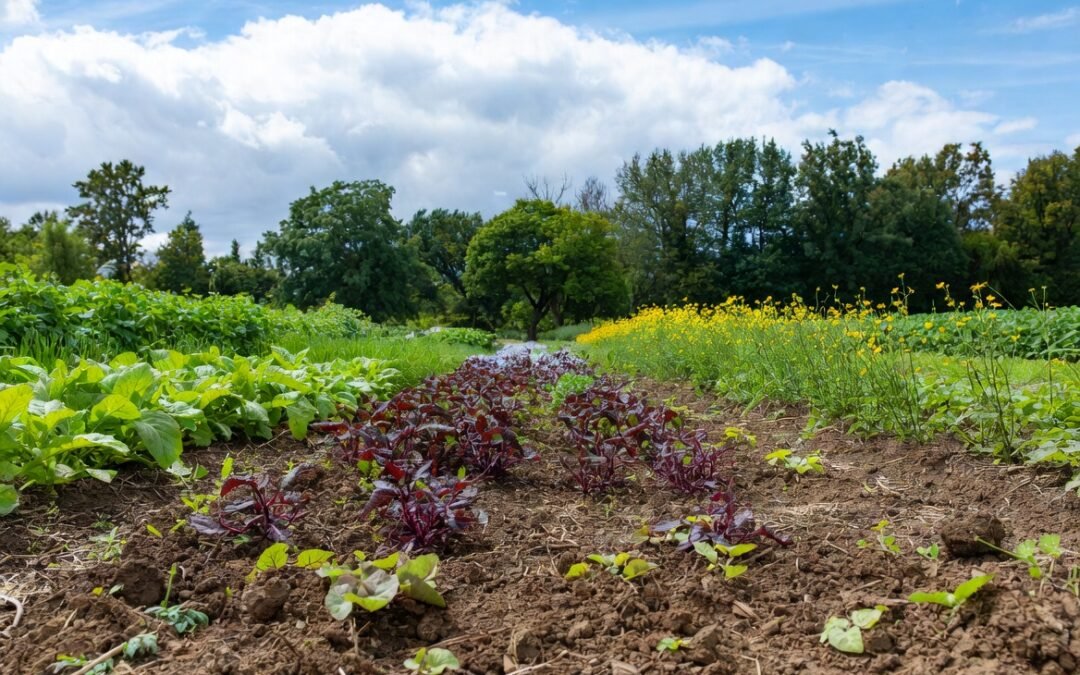 My Journey in Organic Crop Production and Certification